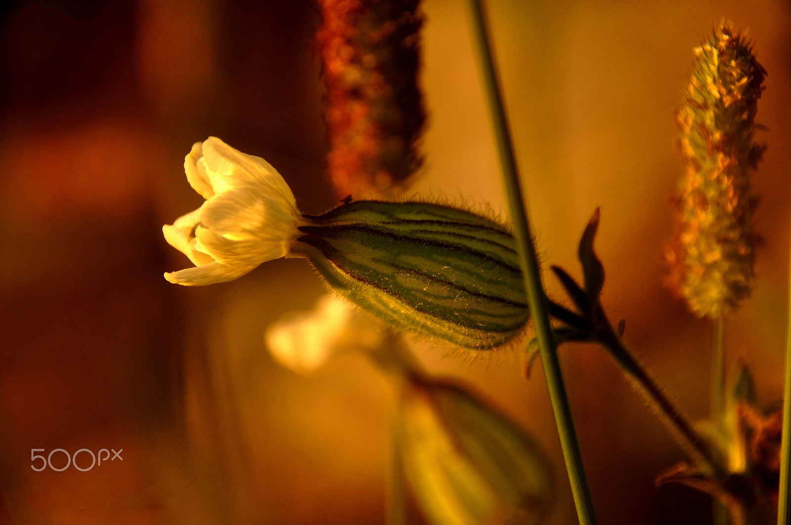 Sigma 18-250mm F3.5-6.3 DC Macro OS HSM sample photo. The golden sun photography