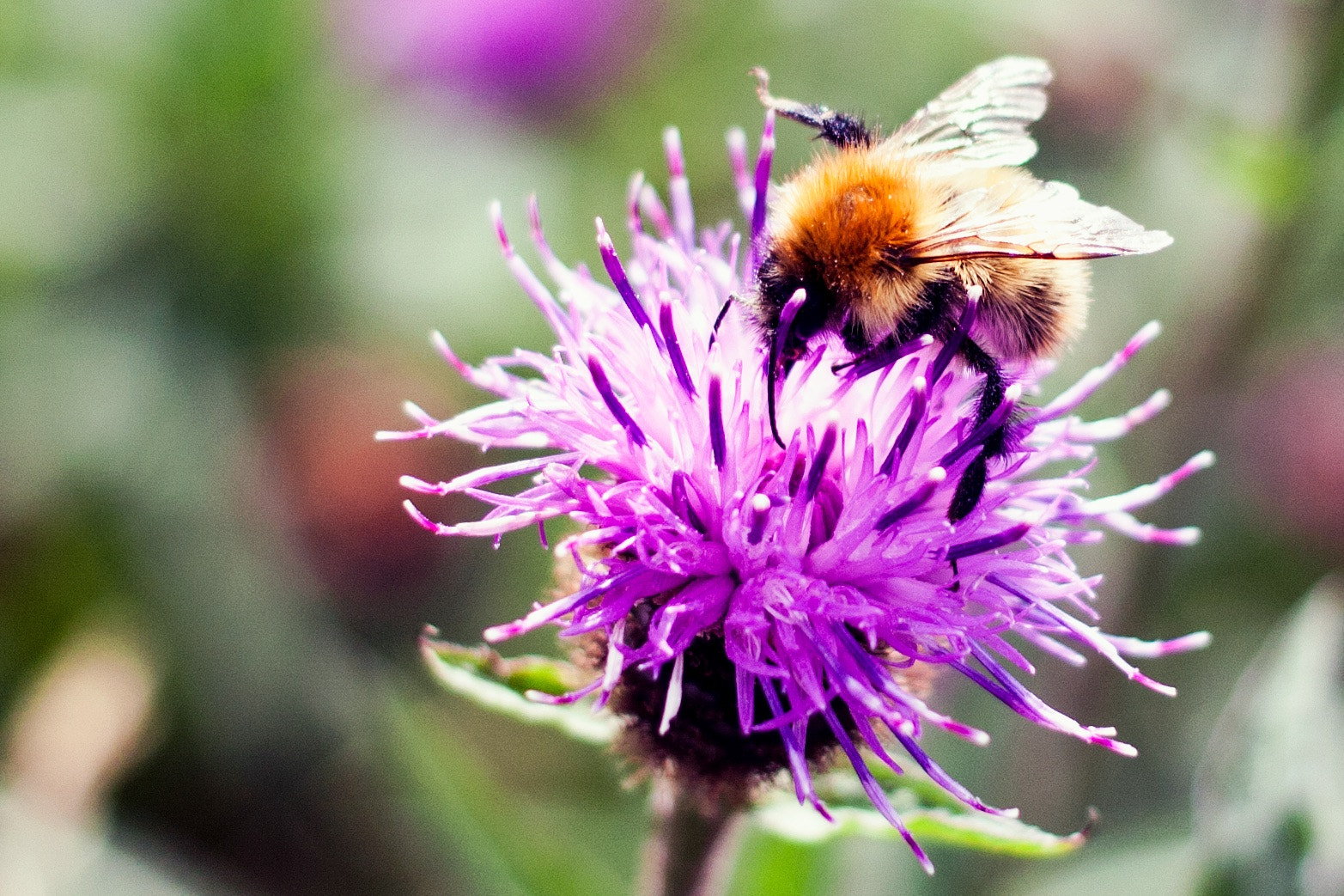 Canon EOS 1000D (EOS Digital Rebel XS / EOS Kiss F) + Canon EF 40mm F2.8 STM sample photo. Thistle bee photography