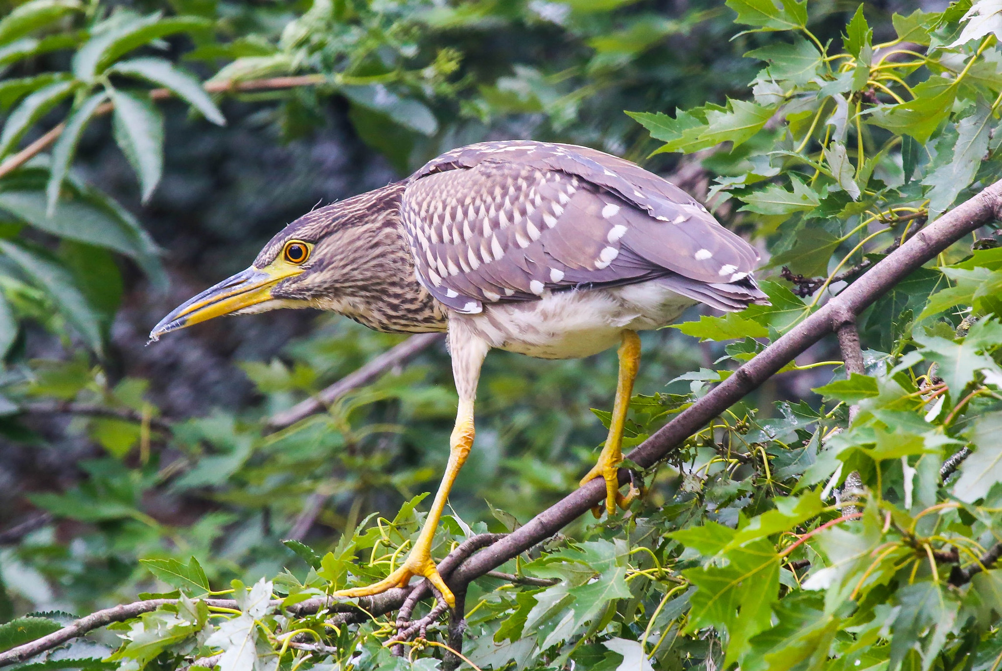 Canon EF 100-400mm F4.5-5.6L IS USM sample photo