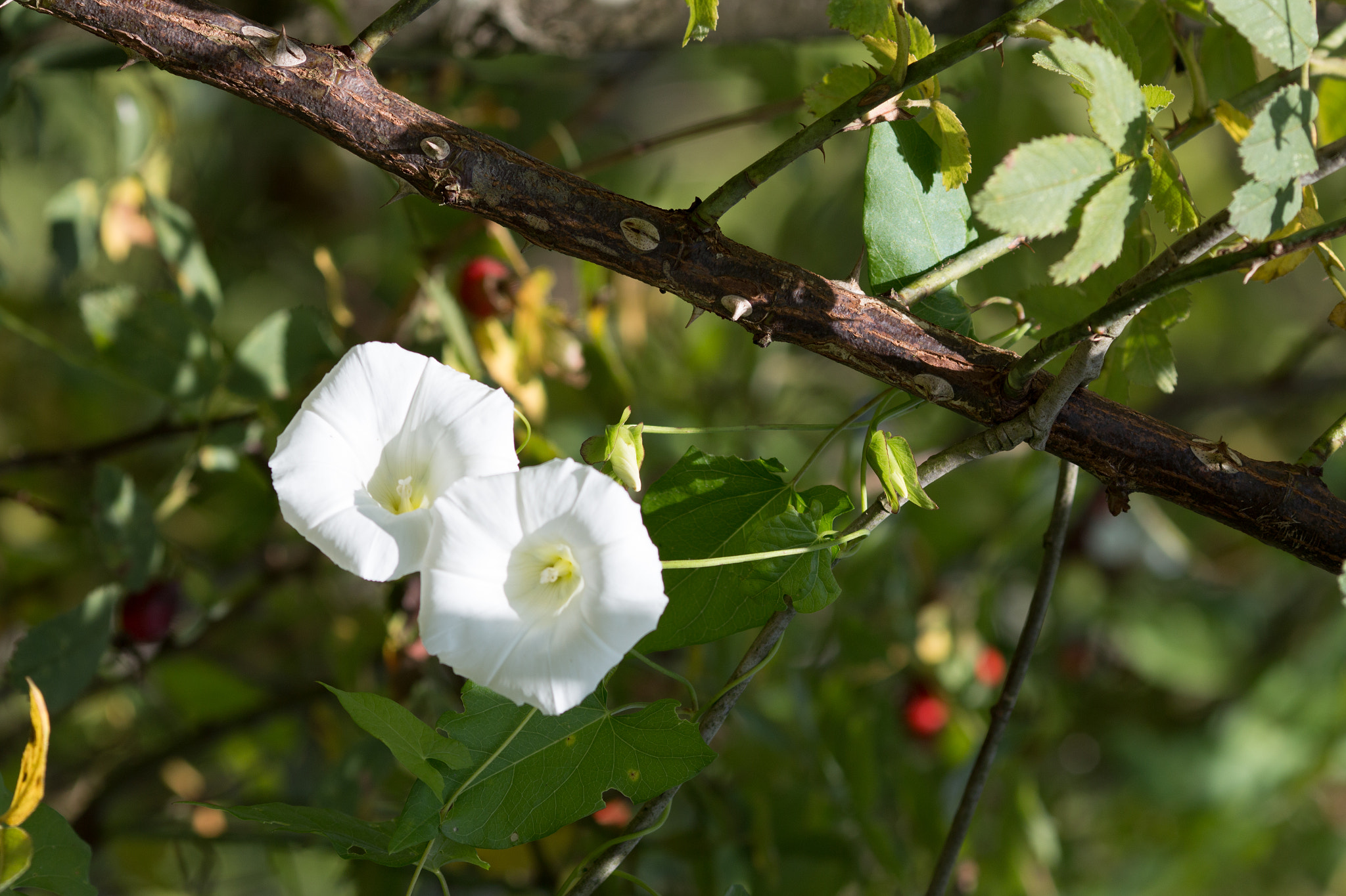 Canon EOS 70D + Canon EF 135mm F2L USM sample photo. Climbing plant photography