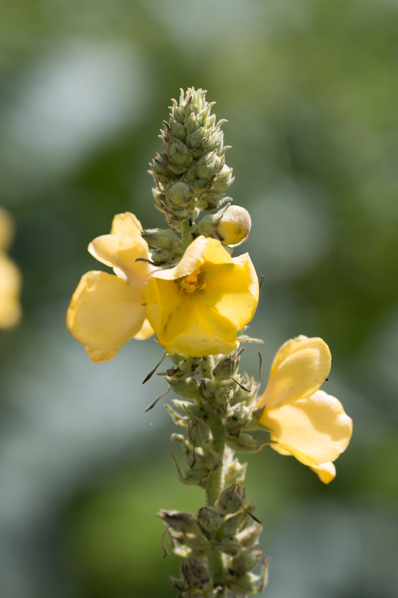 Canon EOS 70D + Canon EF 135mm F2L USM sample photo. Yellow blossom photography