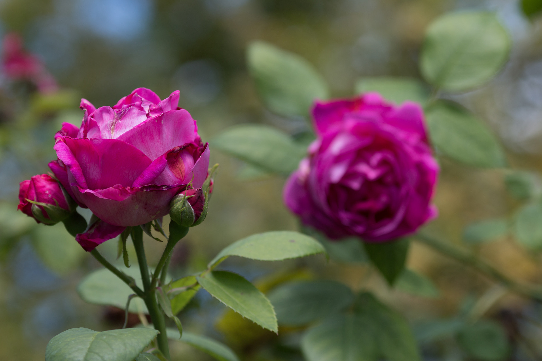 Canon EOS 70D + Canon EF 135mm F2L USM sample photo. Red roses for a bl... photography