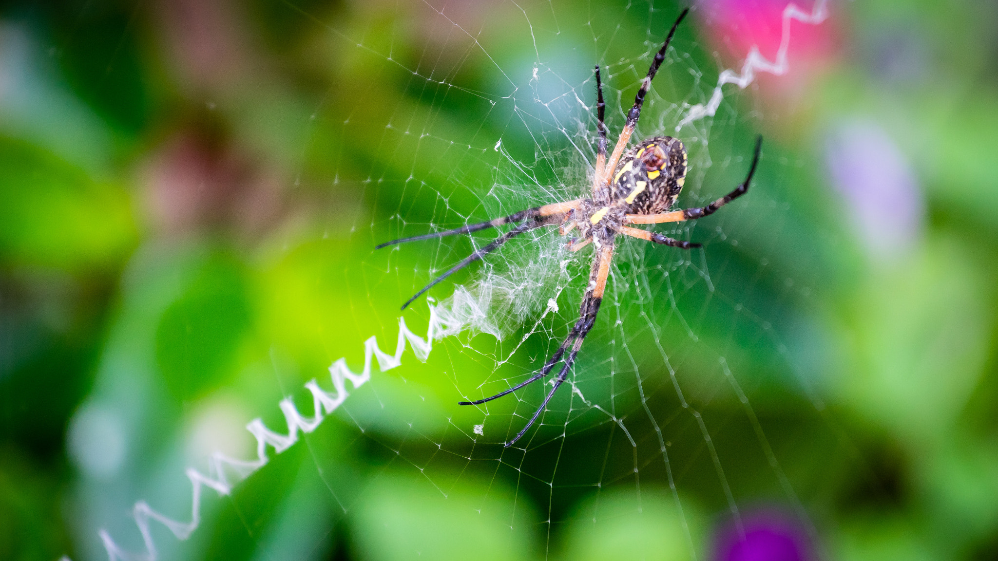 Sony a7 II + Canon EF 70-200mm F4L IS USM sample photo. "itsy bitsy spider" photography
