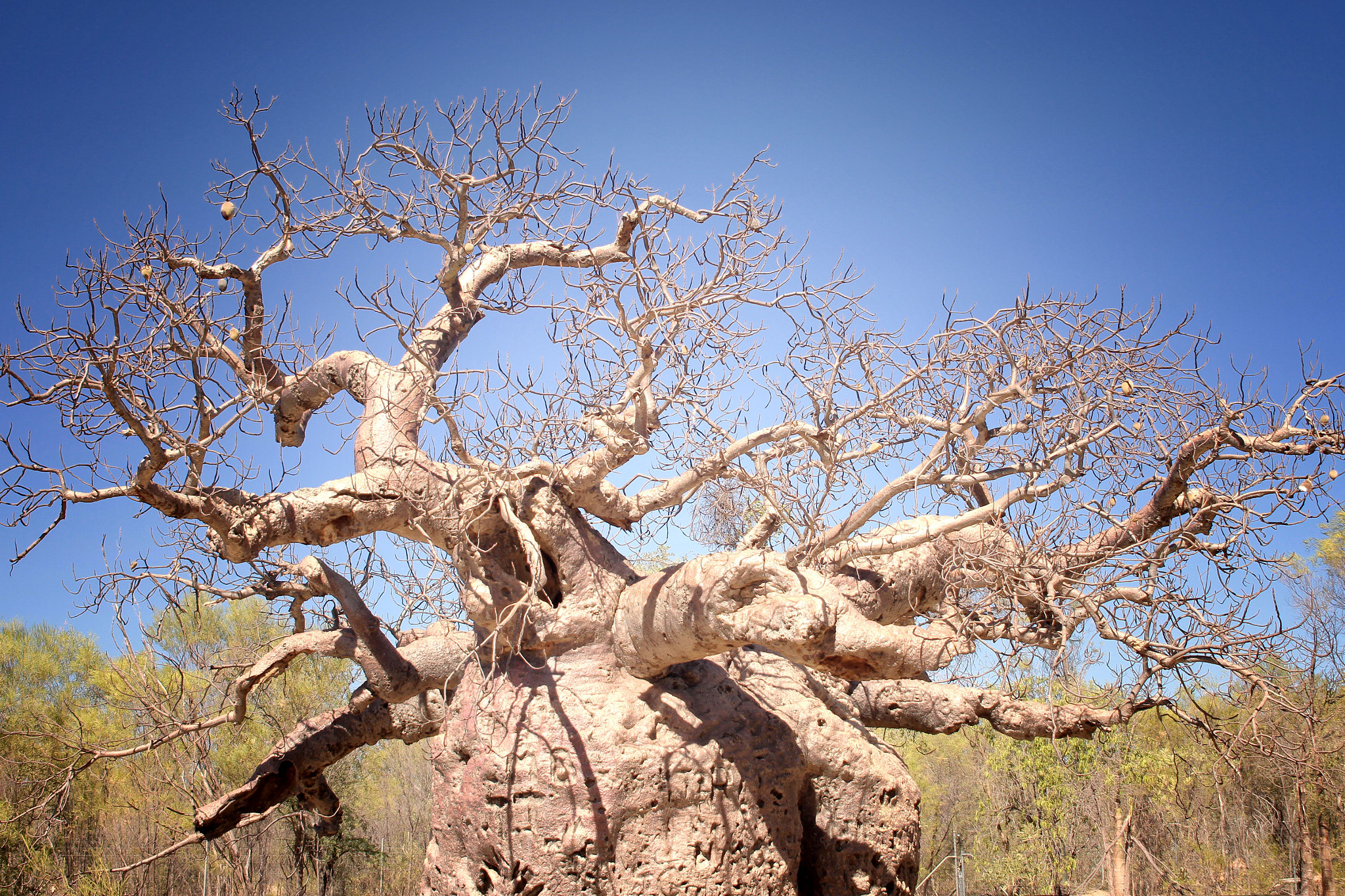 Canon EOS 7D + Sigma 24-70mm f/2.8 IF EX DG HSM sample photo. Boab tree photography