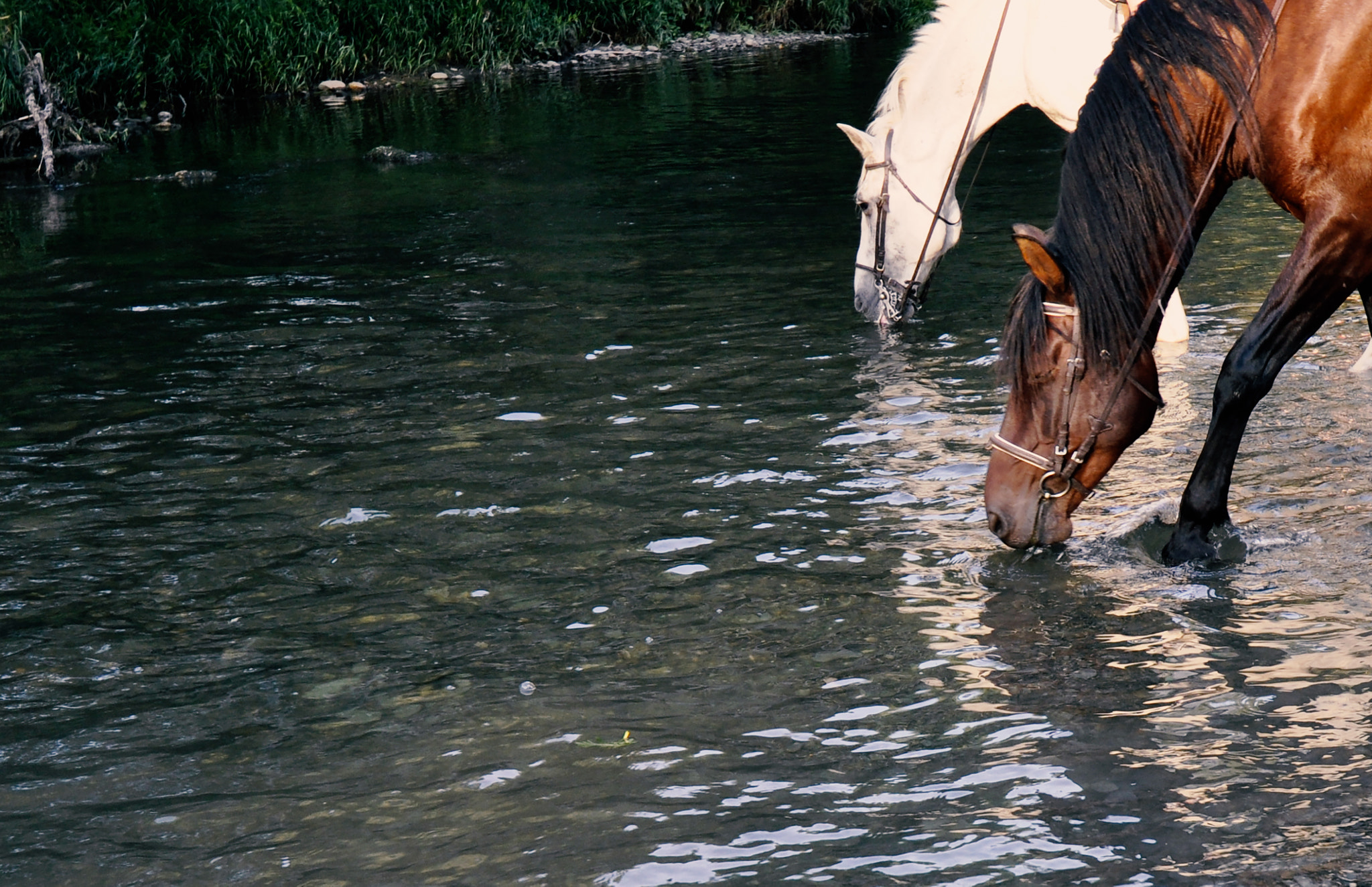 Nikon D5000 sample photo. Thirst photography