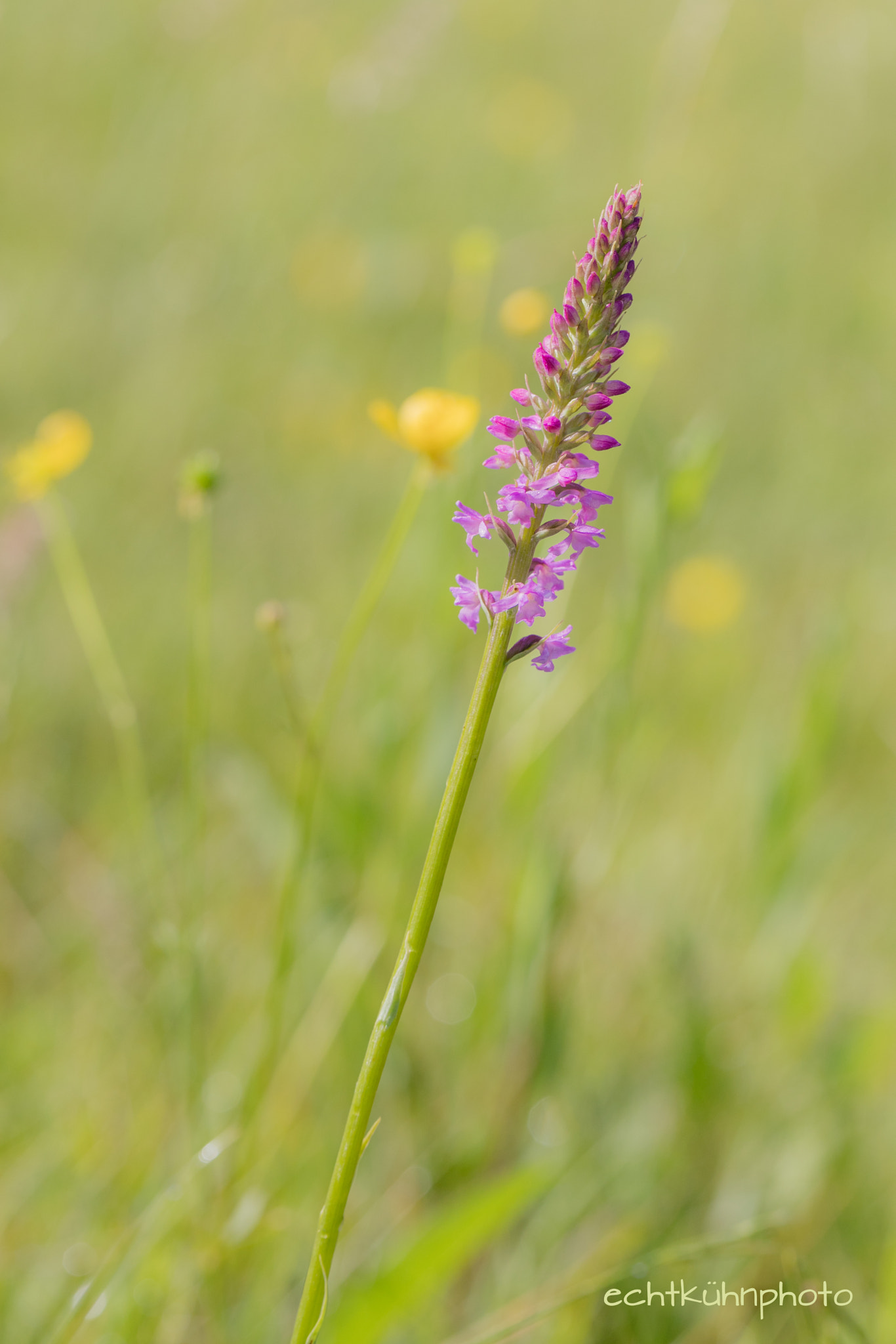 Canon EF 100mm F2.8L Macro IS USM sample photo. Fleischfarbene knabenkraut photography