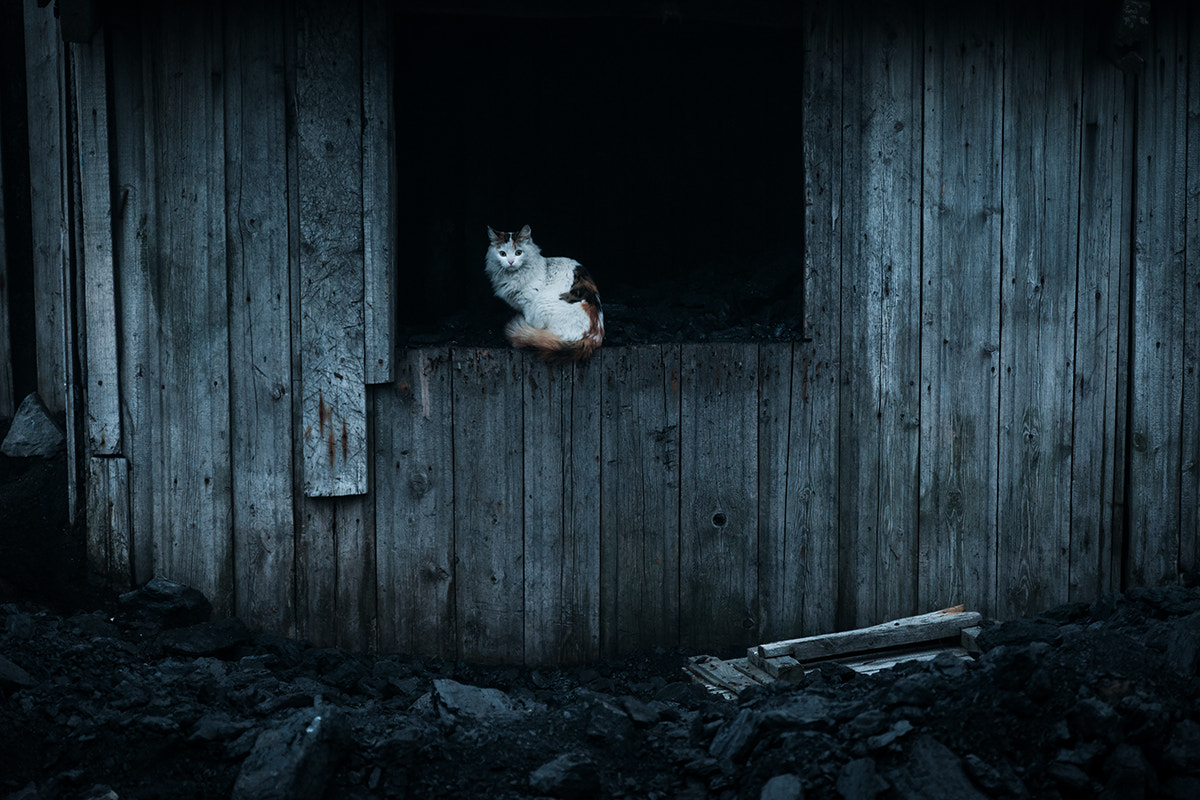 Nikon D300S sample photo. The owner of the coal photography