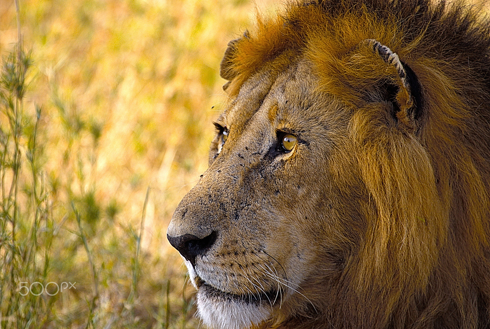 Canon EF 100-400mm F4.5-5.6L IS USM sample photo. Lion king photography