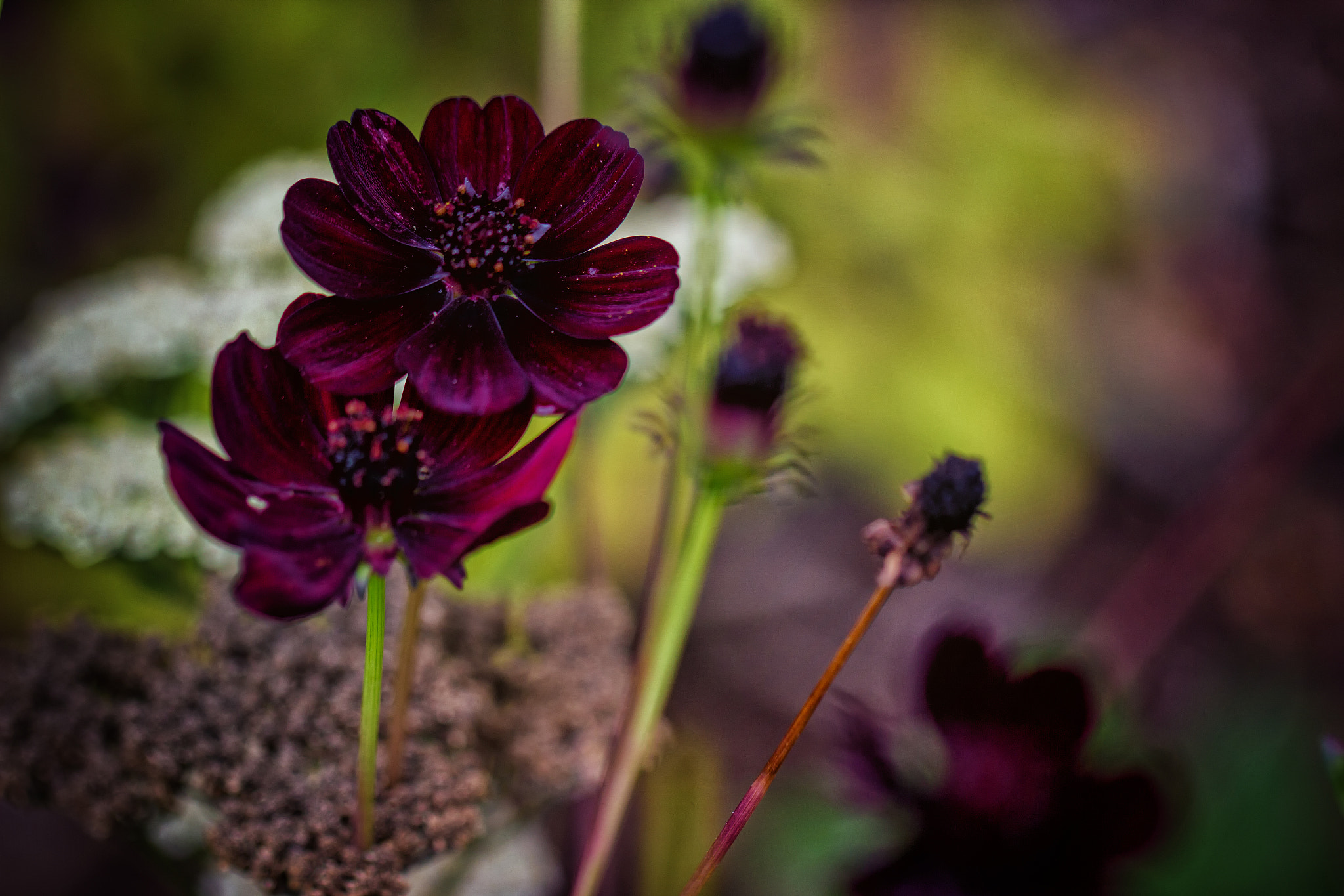 Canon EF 100mm F2.8L Macro IS USM sample photo. Seasons change photography