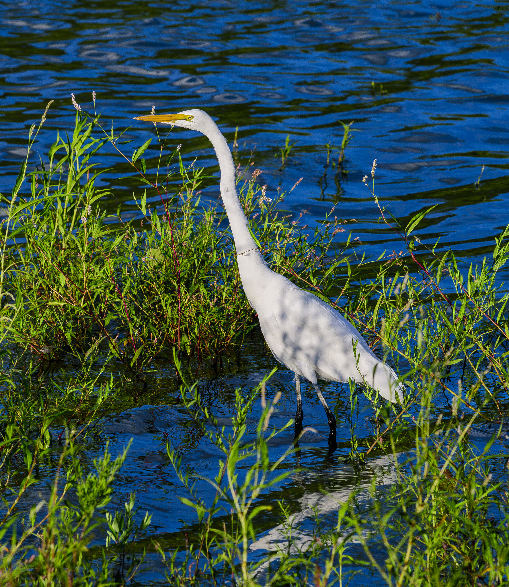 Nikon D500 + Nikon AF-S Nikkor 300mm F4D ED-IF sample photo. Elegant egret photography