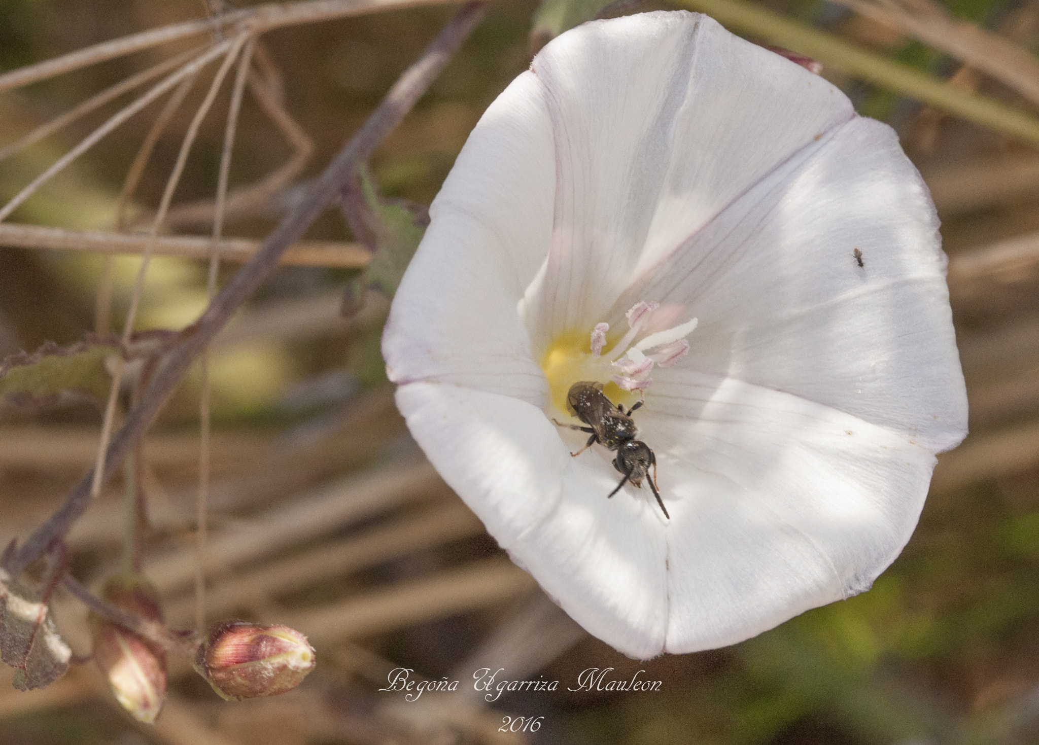 Sigma 105mm F2.8 EX DG OS HSM sample photo. Campanilla photography
