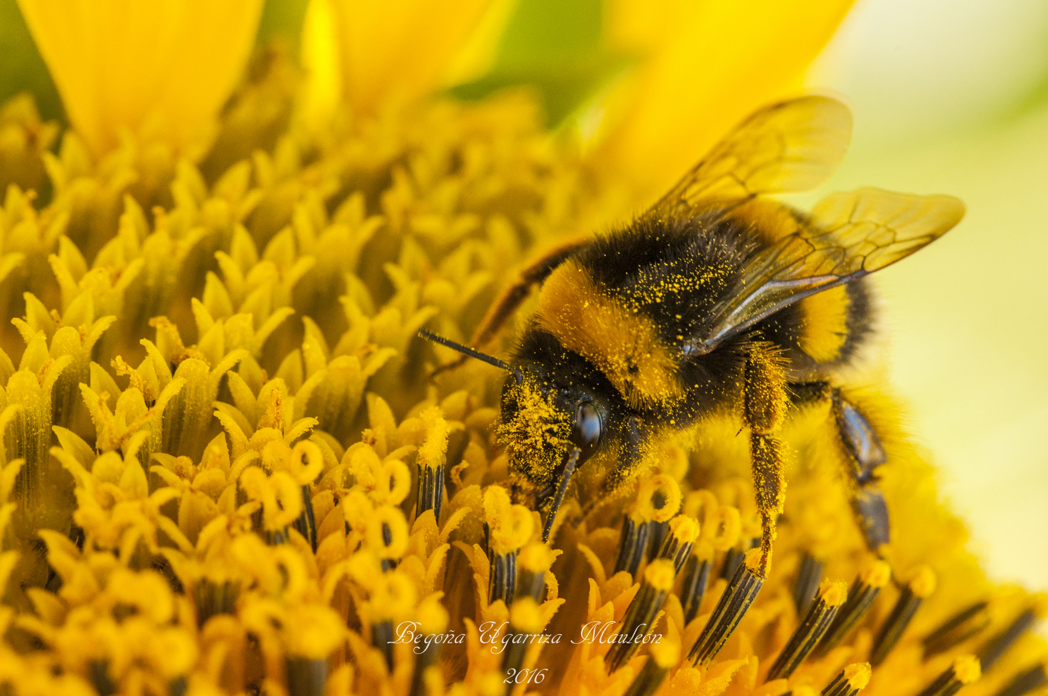 Sigma 105mm F2.8 EX DG OS HSM sample photo. Colaborando photography