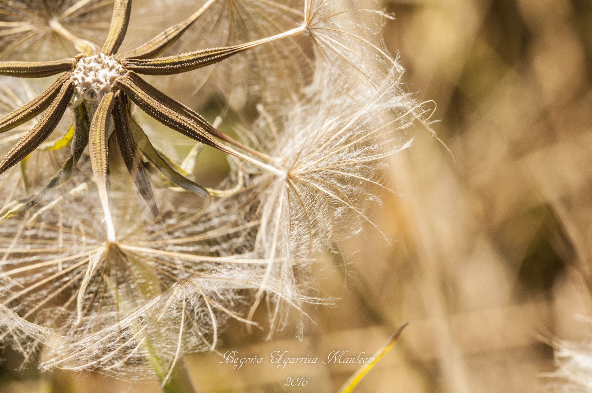 Sigma 105mm F2.8 EX DG OS HSM sample photo. Diente de leon anciano photography