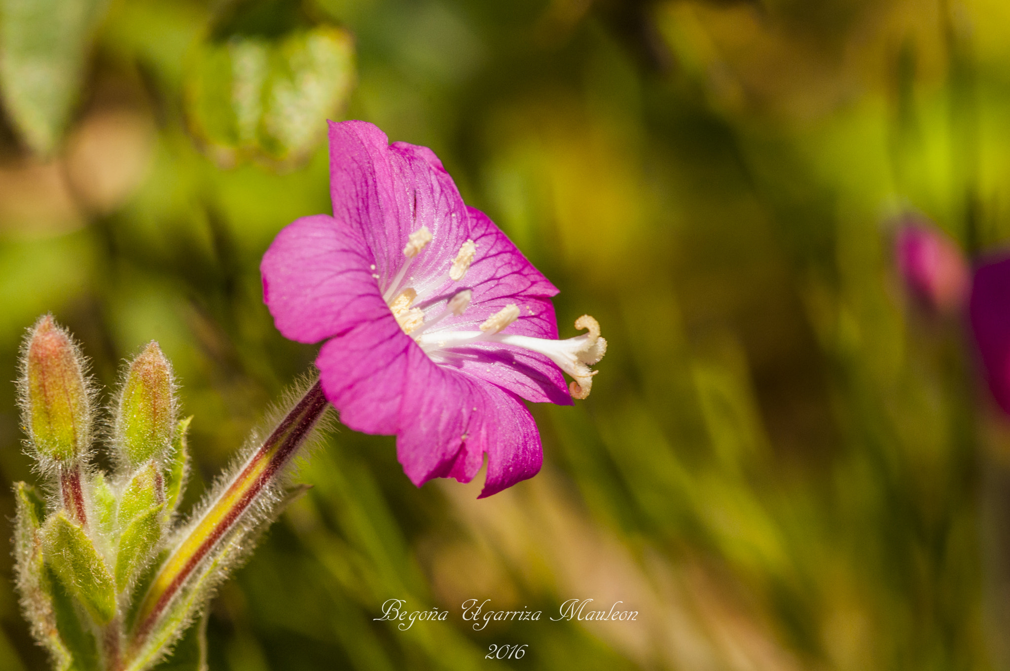Sigma 105mm F2.8 EX DG OS HSM sample photo. Florecilla photography