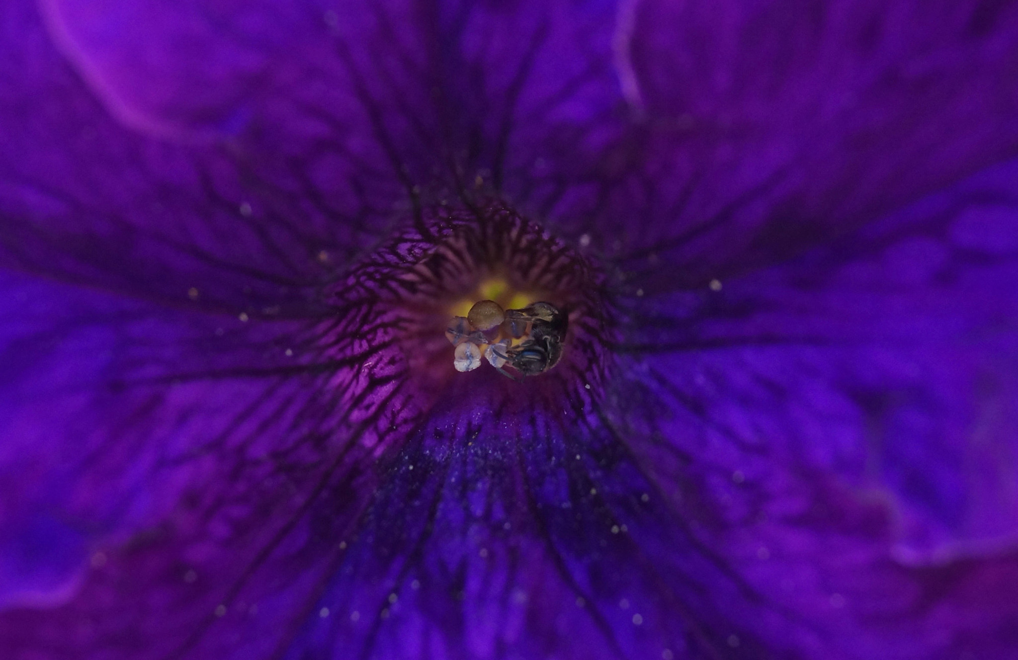 Sony SLT-A57 sample photo. Little bee photography