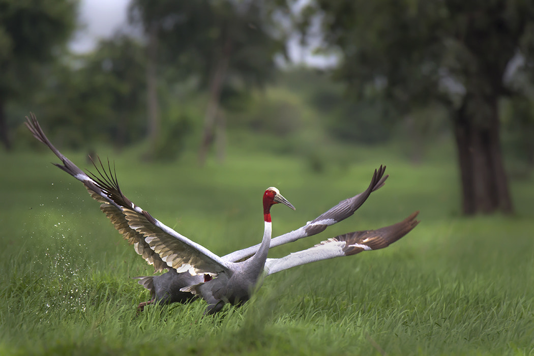 150-600mm F5-6.3 DG OS HSM | Sports 014 sample photo. Saras crane photography