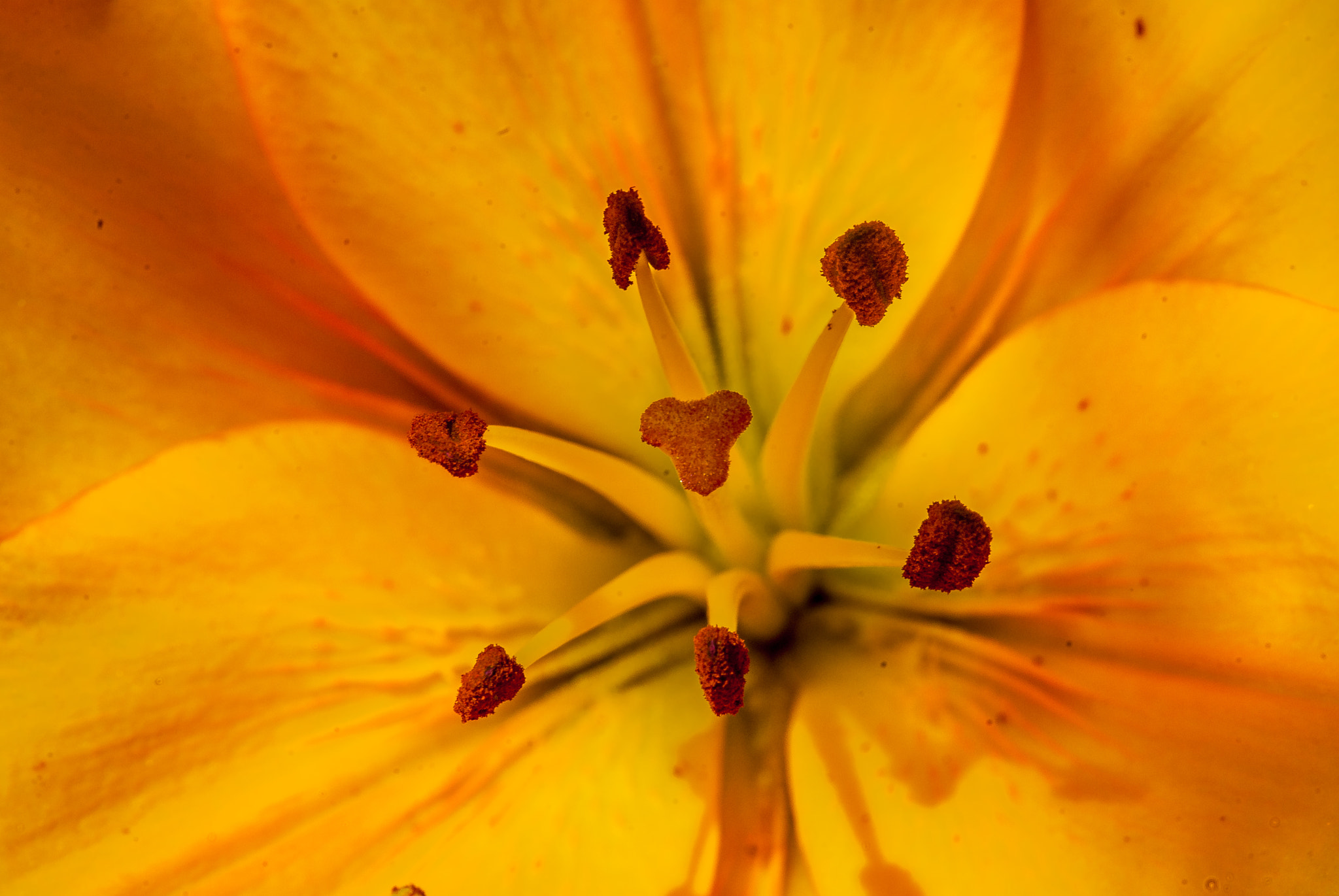 Pentax K10D + Sigma sample photo. Lilium - lily - zambak (hybrit) - 5 photography