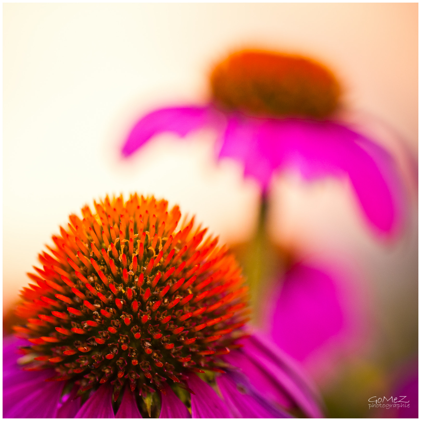 Nikon D200 sample photo. Echinacea photography