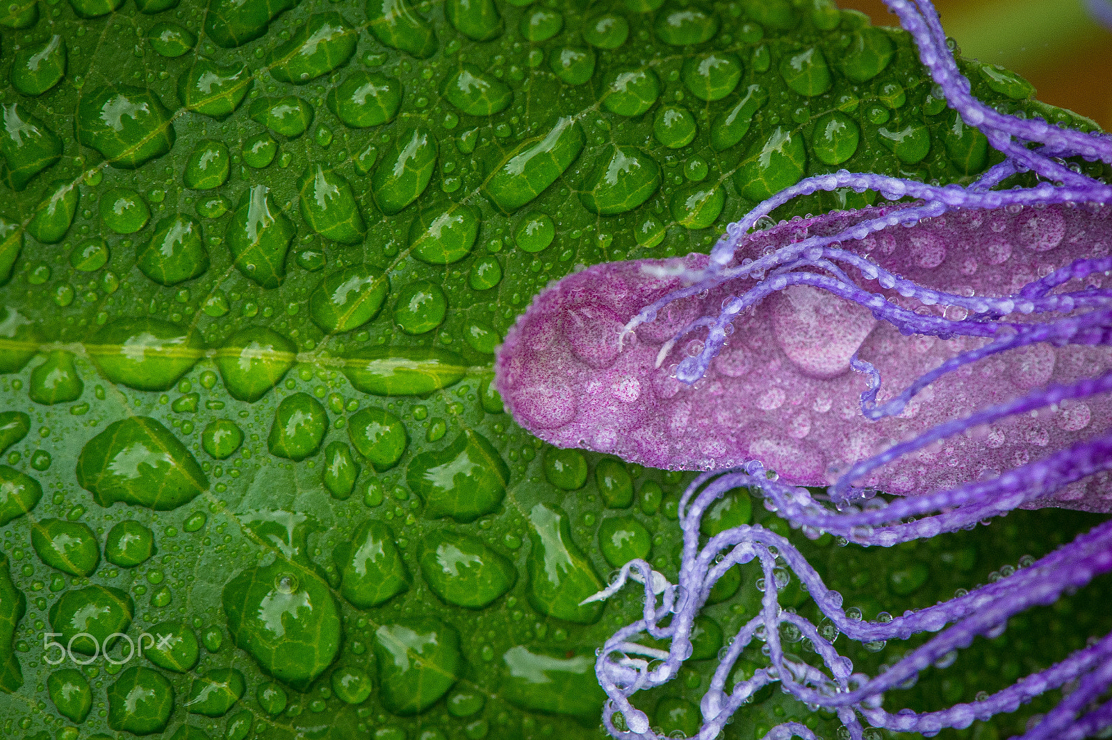 Nikon D5 sample photo. Garden pics photography