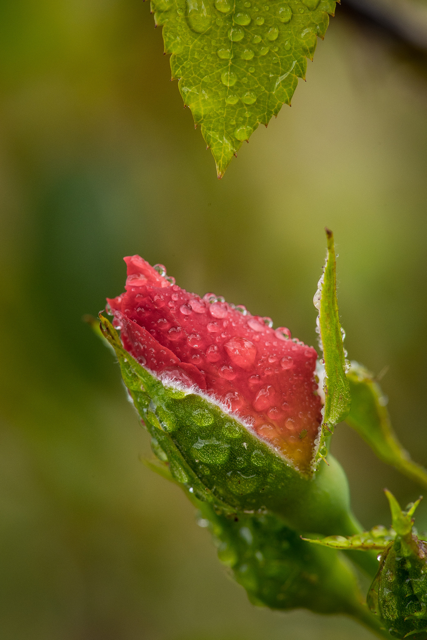 Nikon D5 sample photo. Garden pics photography