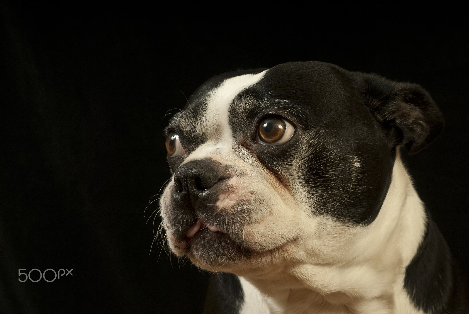 Nikon D200 + AF Zoom-Nikkor 35-70mm f/2.8D sample photo. Boston terrier photography