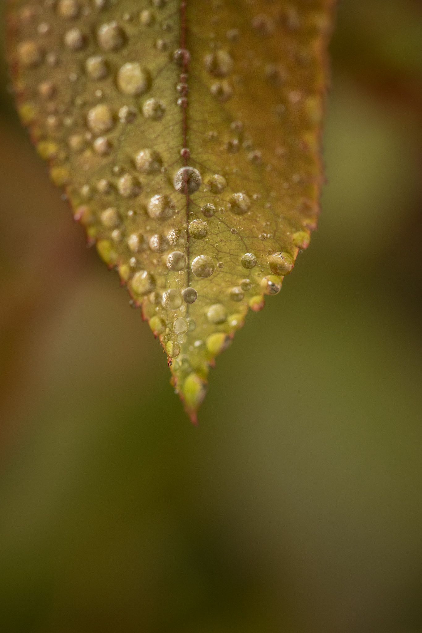 Nikon D5 sample photo. Garden pics photography