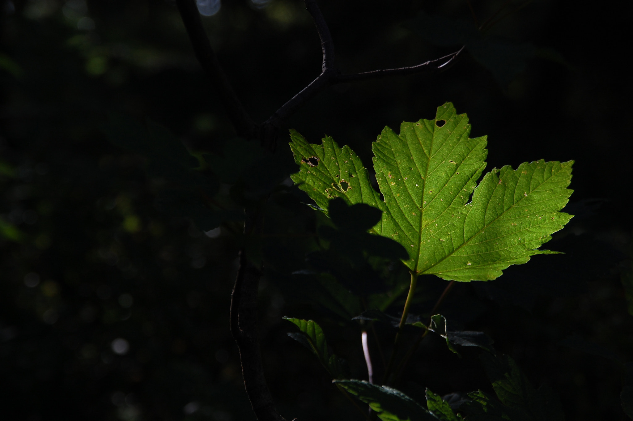 Nikon D40 + Sigma 18-200mm F3.5-6.3 DC sample photo. Light and shadow photography