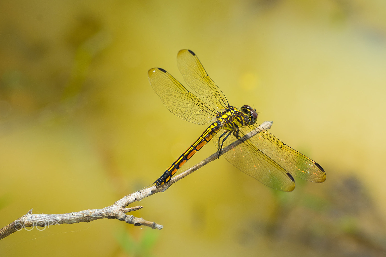 Fujifilm X-E2 + Fujifilm XF 60mm F2.4 R Macro sample photo. Dragonfly on die leaf photography