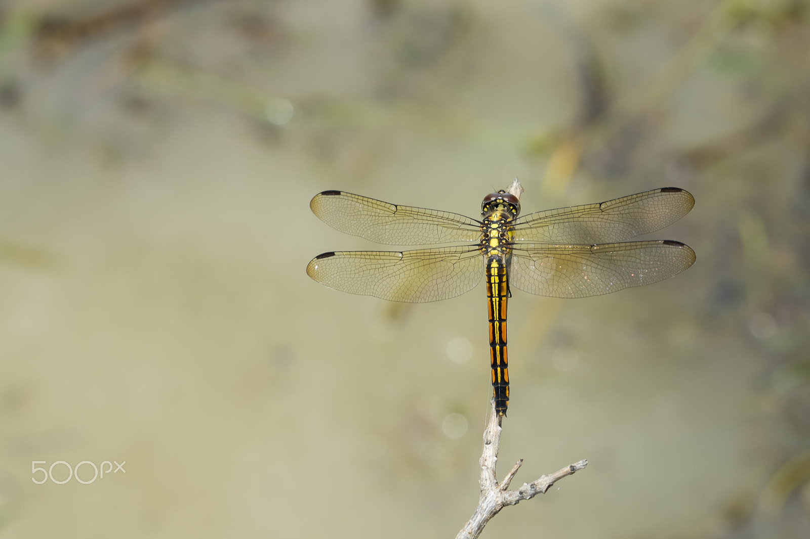 Fujifilm X-E2 + Fujifilm XF 60mm F2.4 R Macro sample photo. Dragonfly on die leaf photography