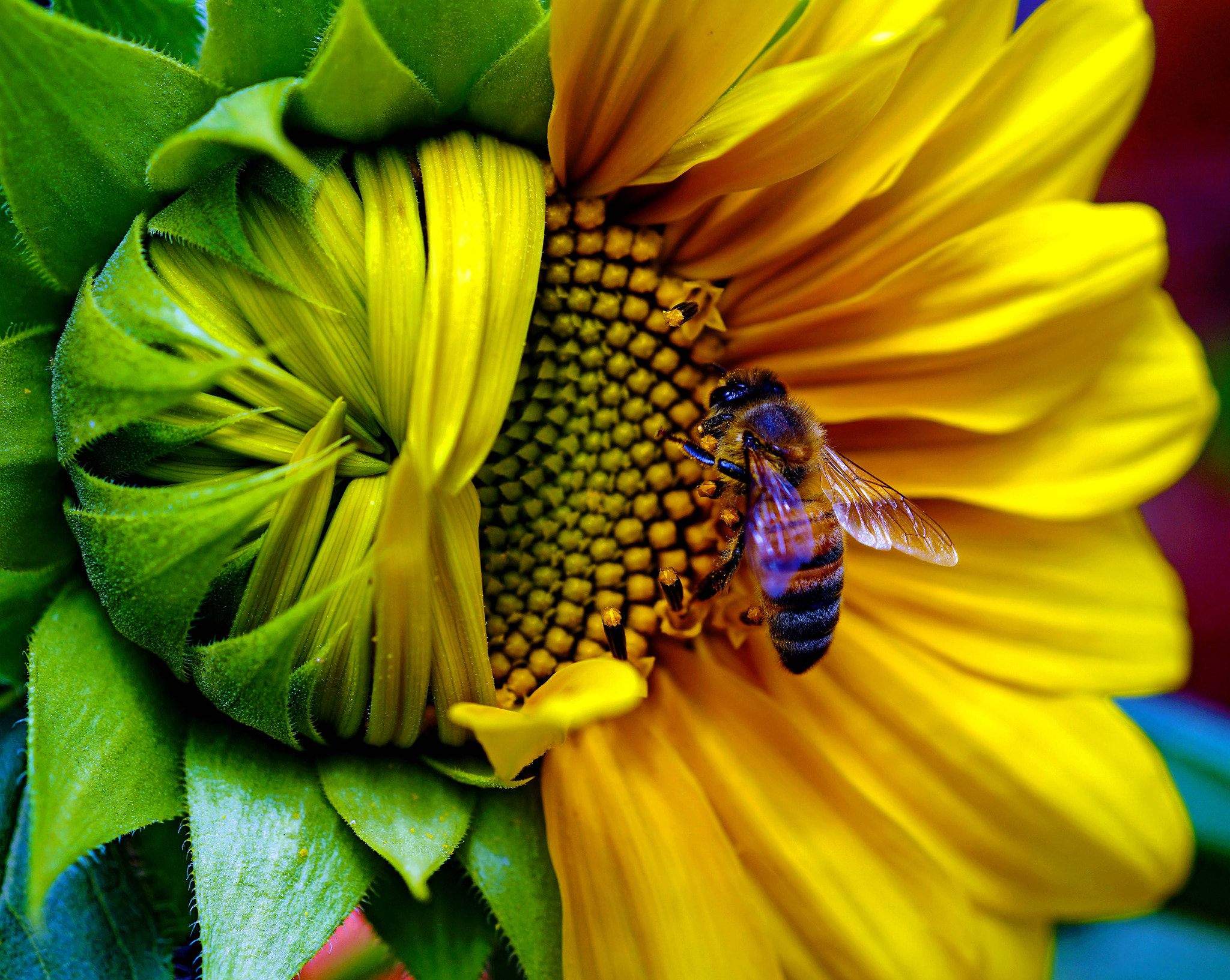 Sony DT 30mm F2.8 Macro SAM sample photo. I'll be back for the other side photography
