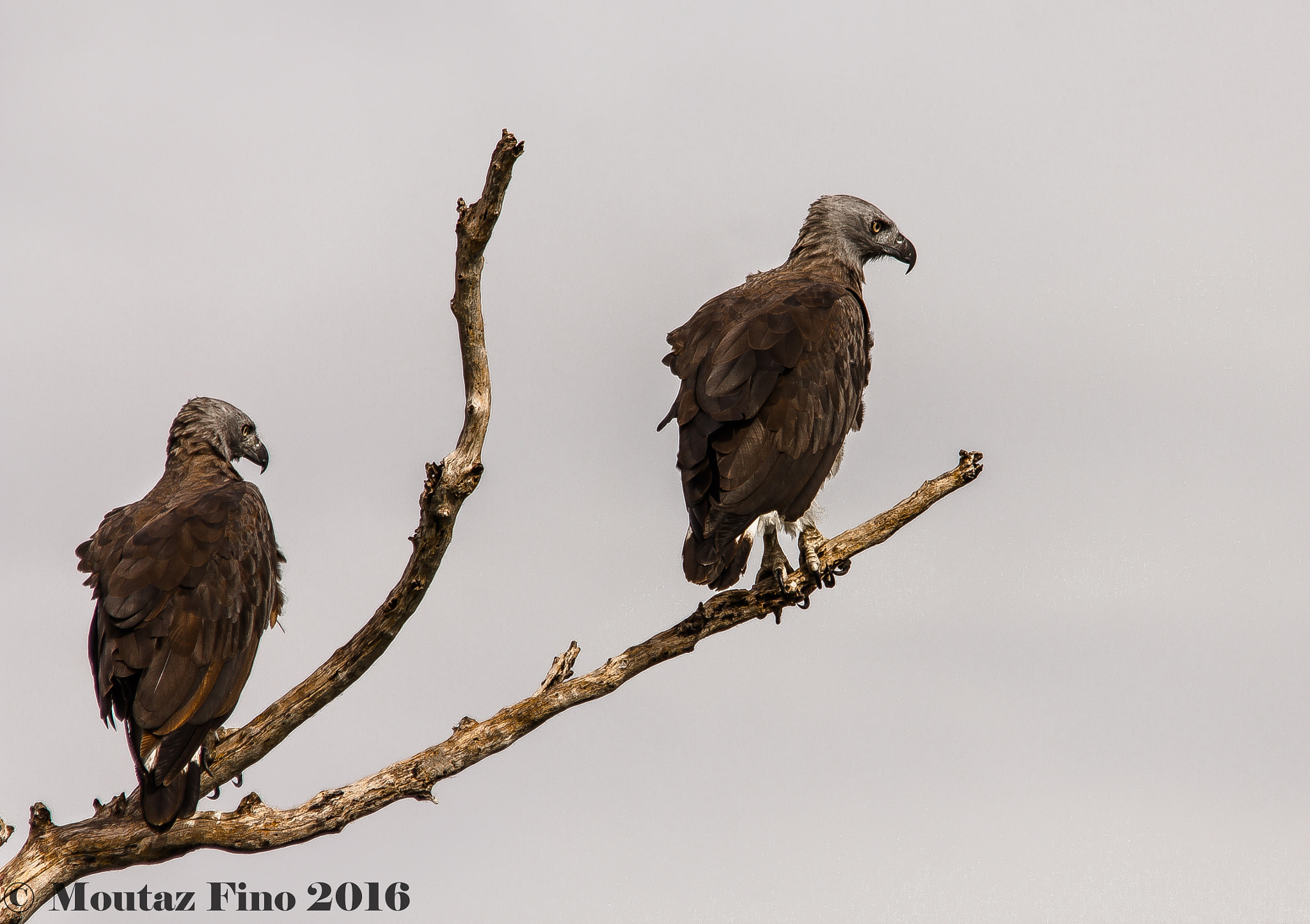 Sigma 150-500mm F5-6.3 DG OS HSM sample photo. Gray-headed fish-eagle photography
