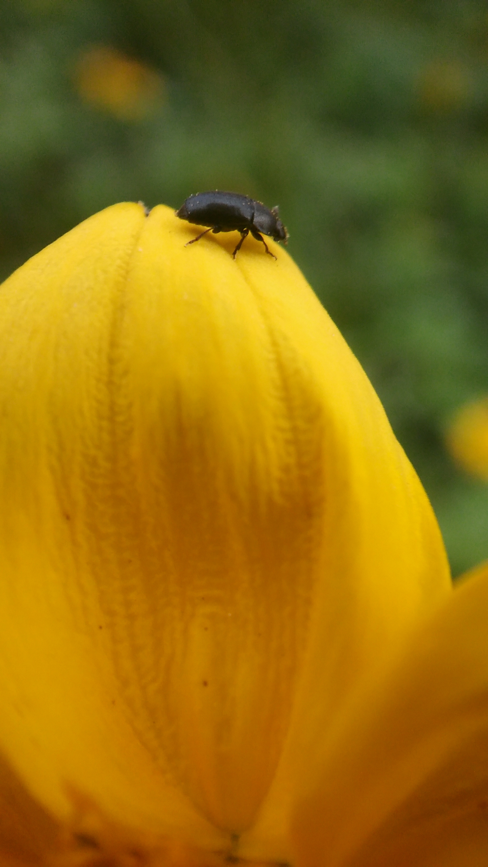 LG SPIRIT 4G LTE sample photo. Bug photography