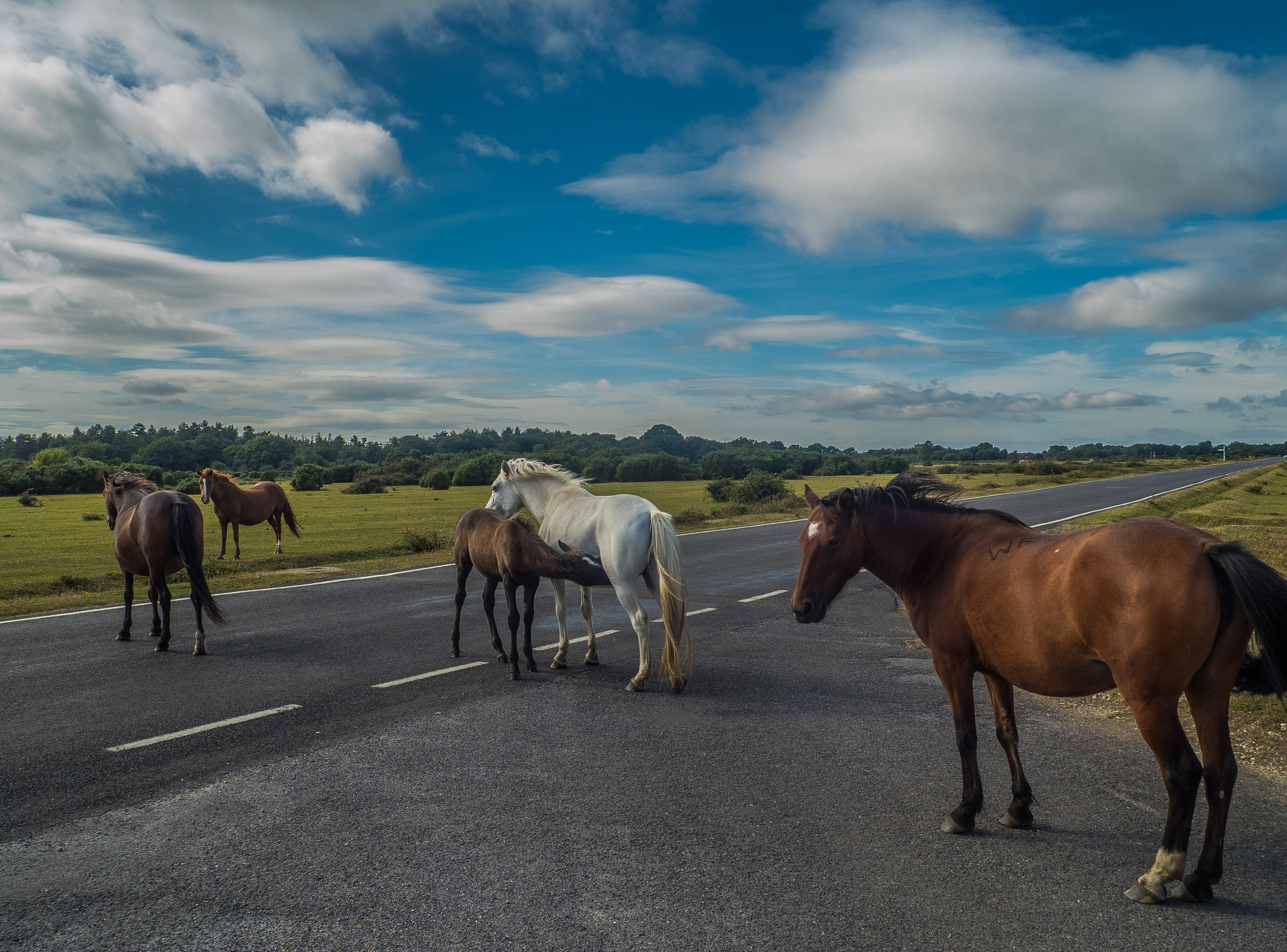 Olympus M.Zuiko Digital ED 14-42mm F3.5-5.6 sample photo. New forest ponies photography