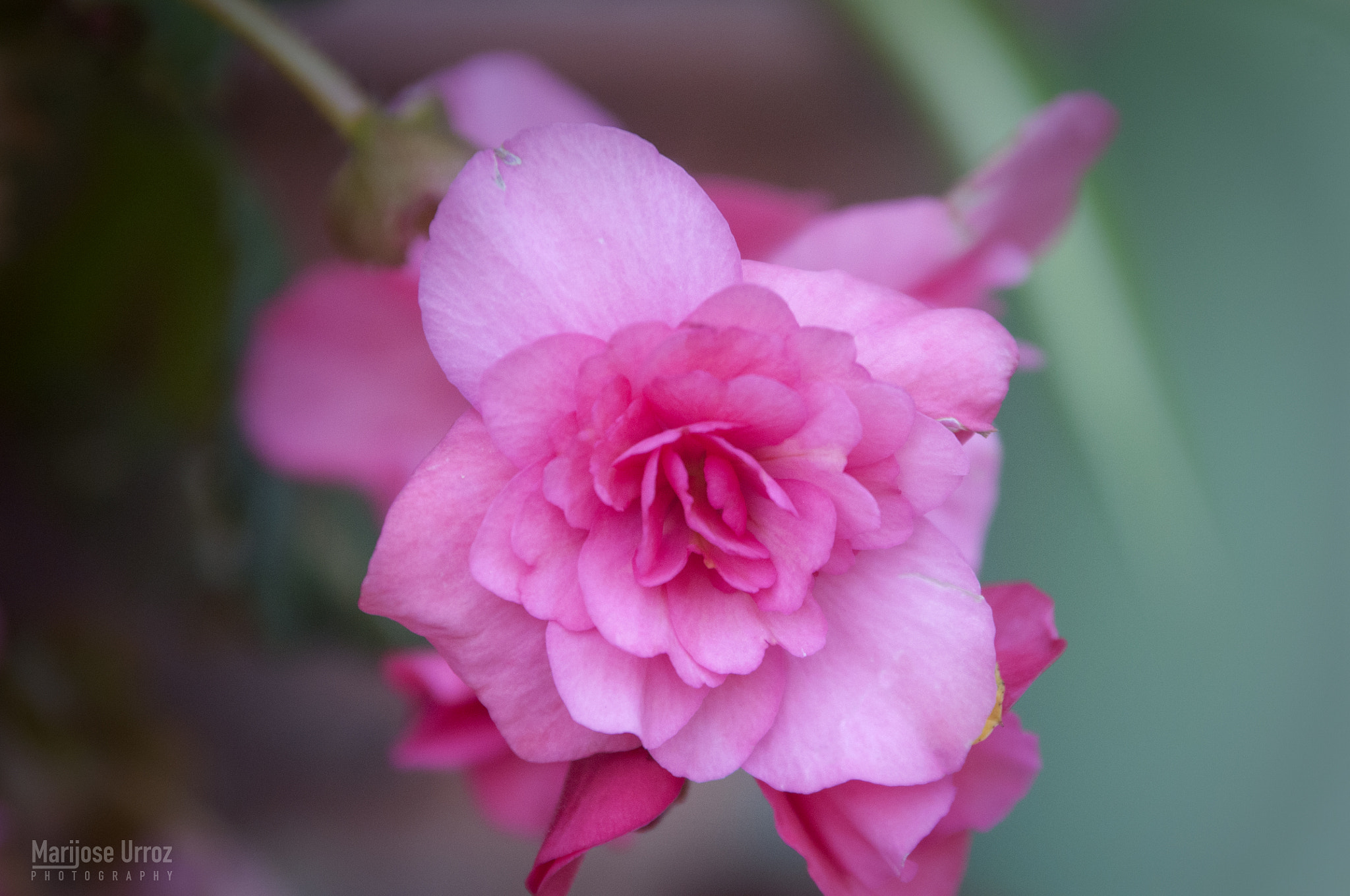 Nikon D300 sample photo. Pink flower photography