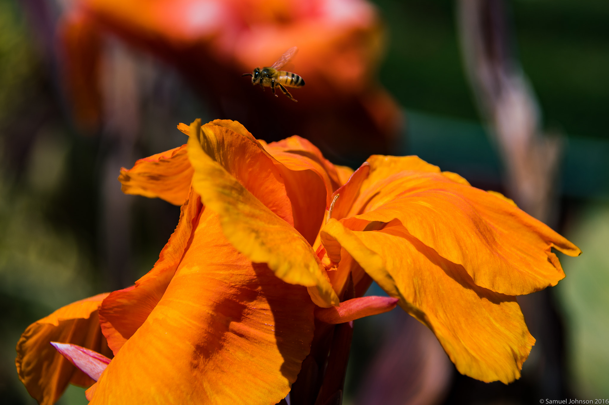 Nikon D500 sample photo. The bee and the gladiola... photography