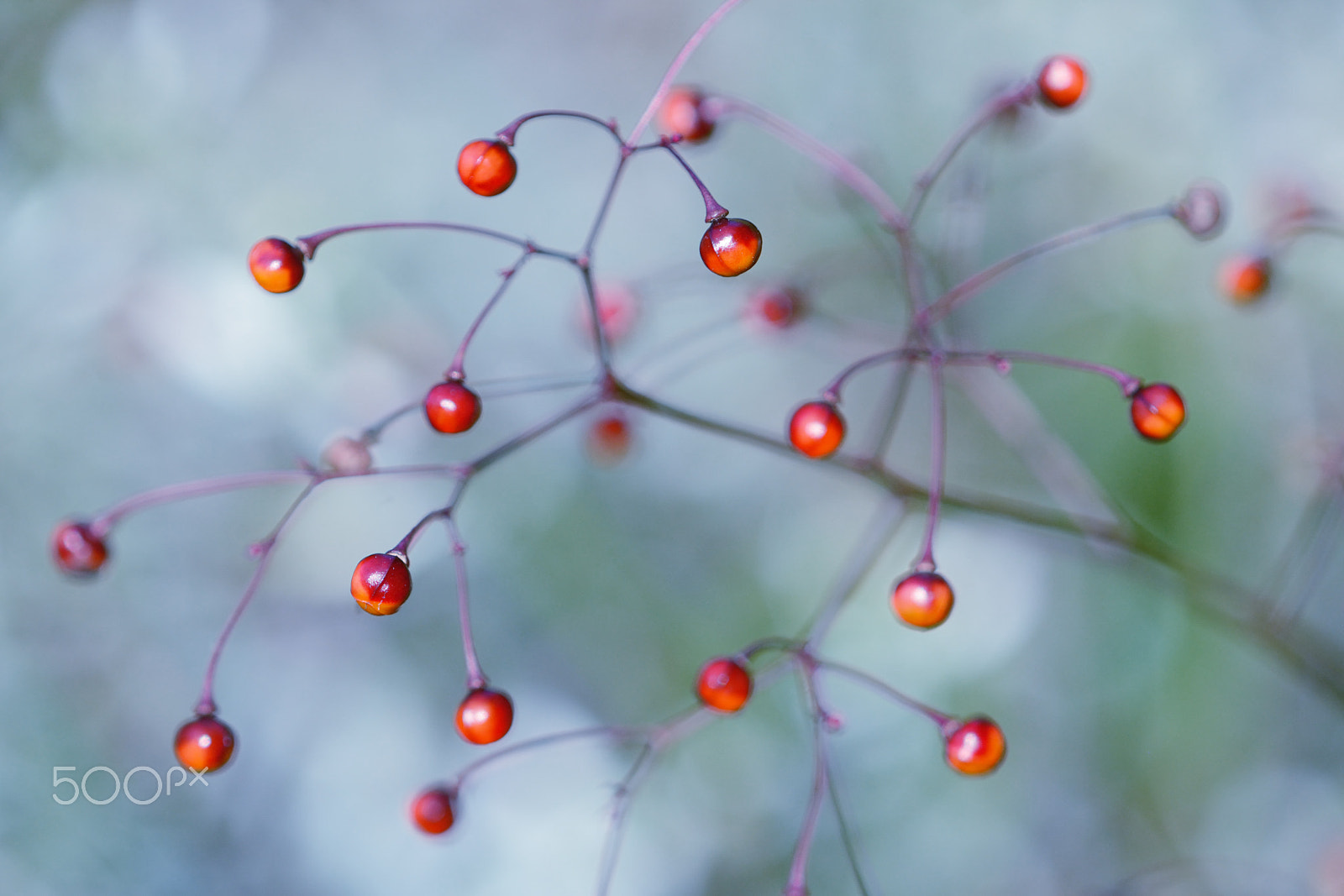 Nikon D7100 + Nikon AF Micro-Nikkor 200mm F4D ED-IF sample photo. Jewels-of-opar photography