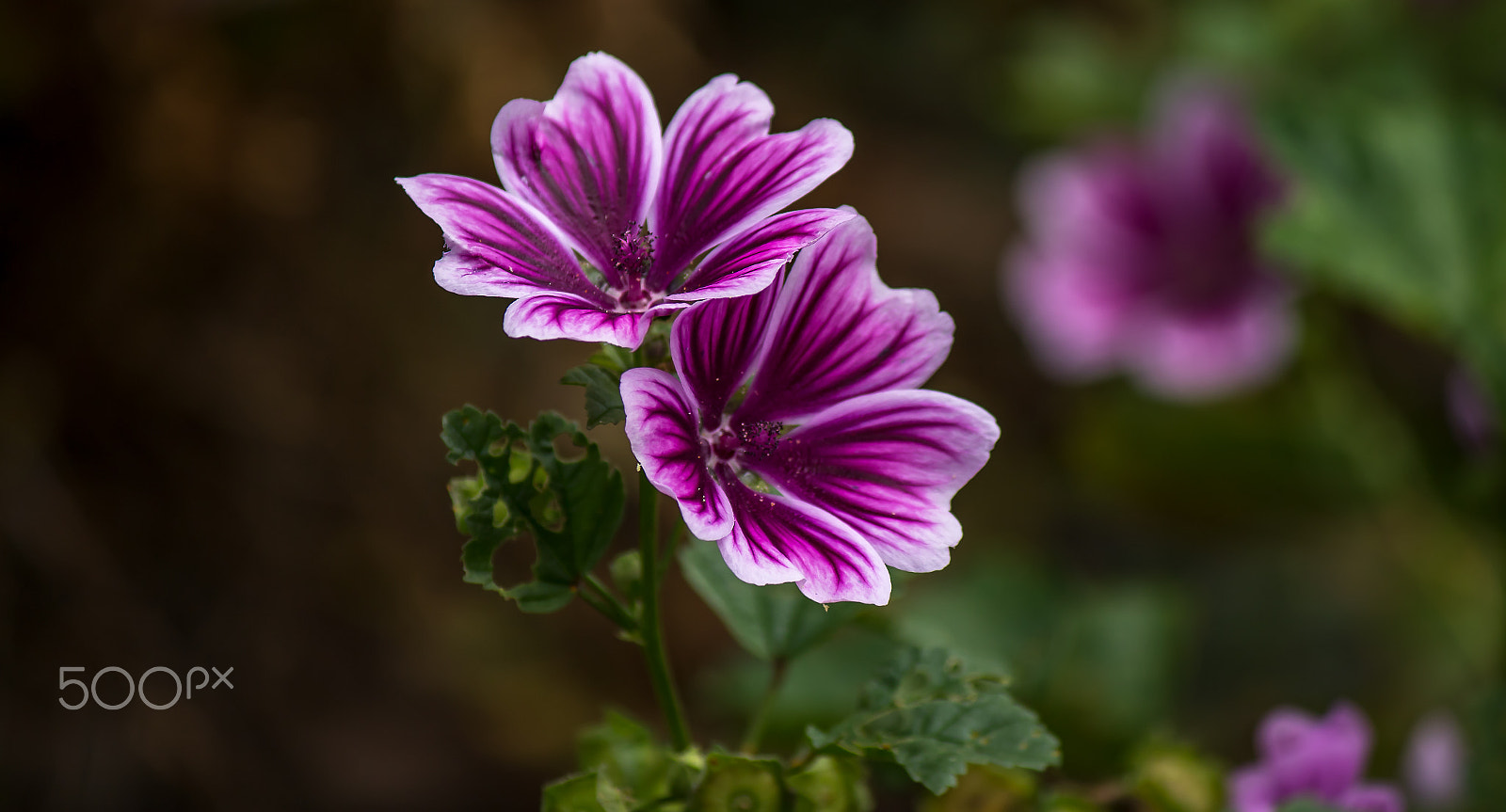 Canon EF-S 55-250mm F4-5.6 IS sample photo. Lila photography
