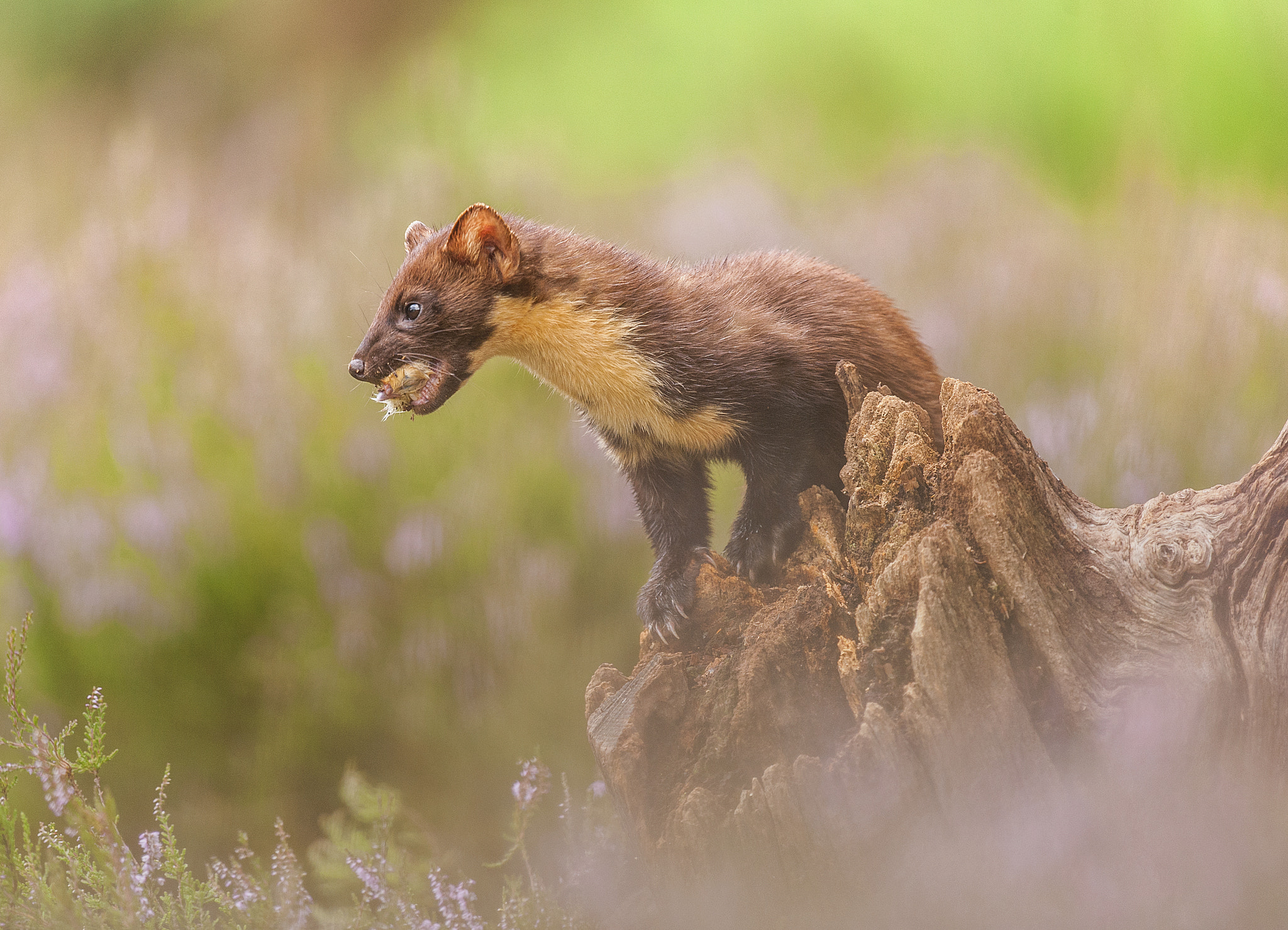 Nikon D700 + Nikon AF-S Nikkor 500mm F4G ED VR sample photo. Pine marten photography