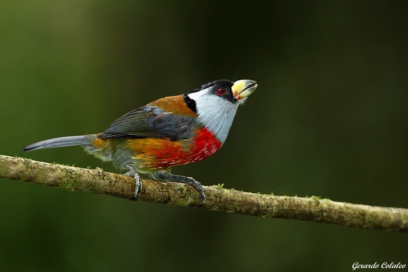 Canon EF 300mm F2.8L IS USM sample photo. Semnornis ramphastinus - ecuador photography