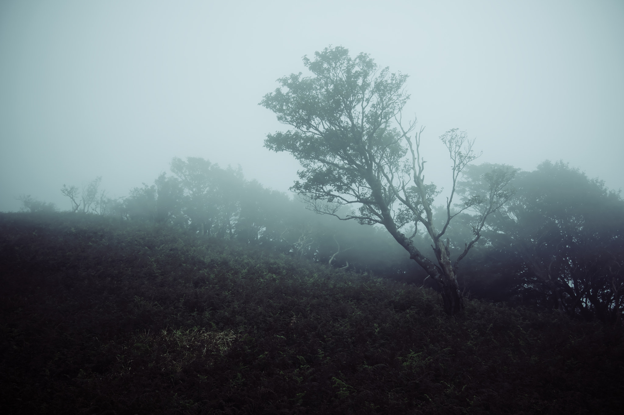 Pentax K-3 sample photo. Mt.oikedake / mie prefecture photography