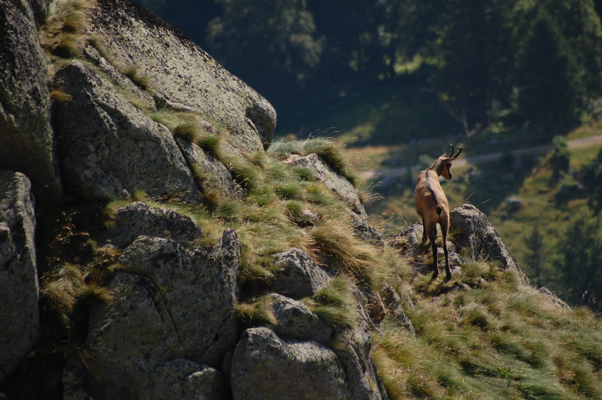 Sigma 70-300mm F4-5.6 APO DG Macro sample photo. Le hohneck, chamois photography