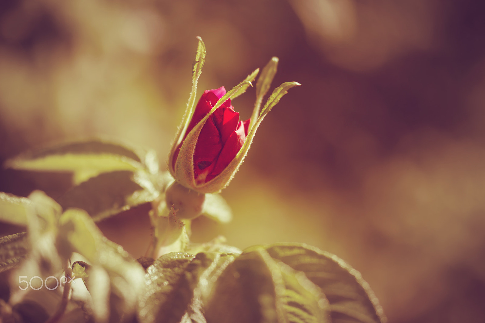 Samsung NX 60mm F2.8 Macro ED OIS SSA sample photo. Sealed romance photography