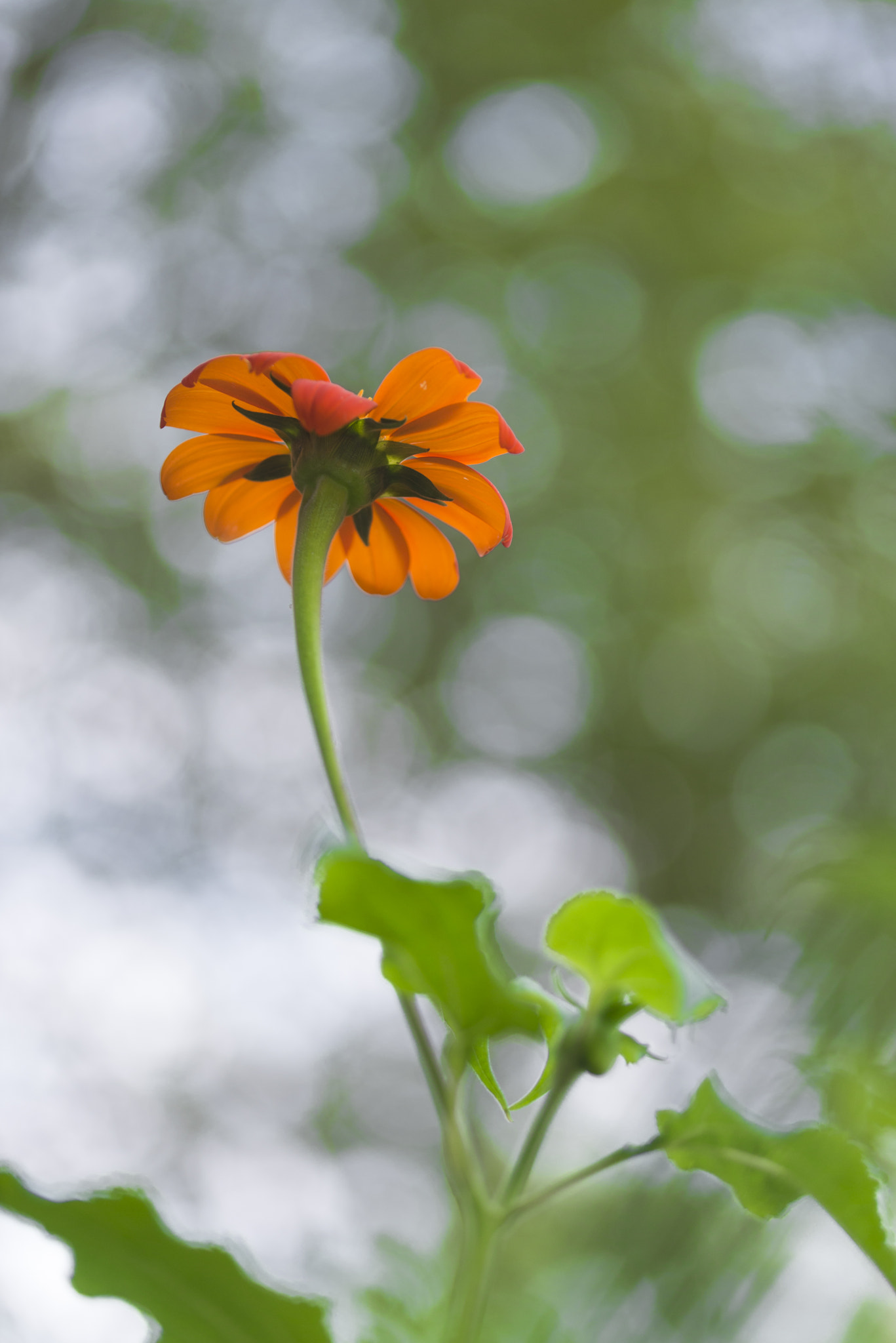 Nikon D600 + Sigma 105mm F2.8 EX DG Macro sample photo. Orange photography