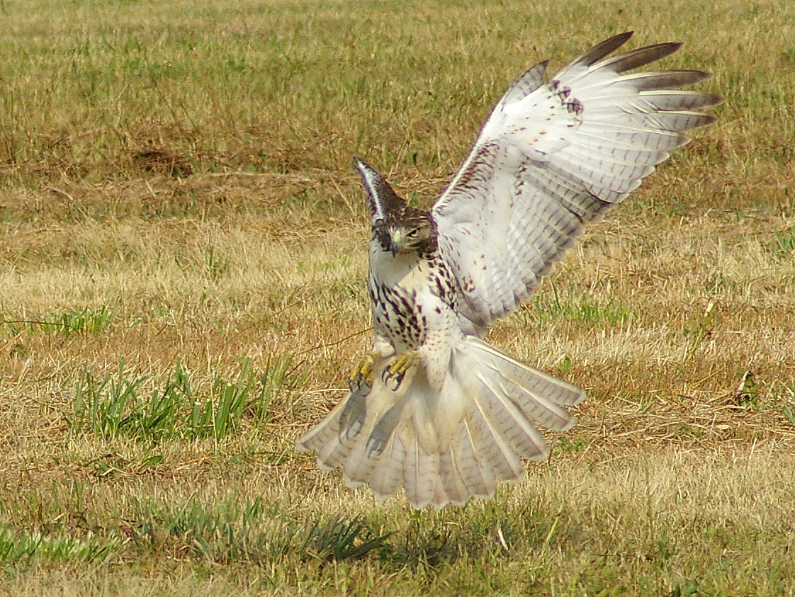 Pentax K100D Super + Tamron AF 70-300mm F4-5.6 Di LD Macro sample photo. Red tail hawk photography