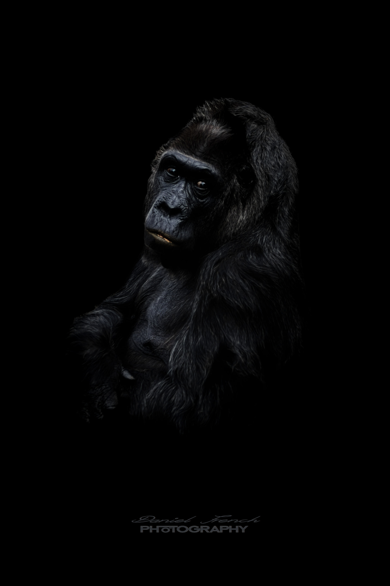 Sony DT 55-200mm F4-5.6 SAM sample photo. Kong photography
