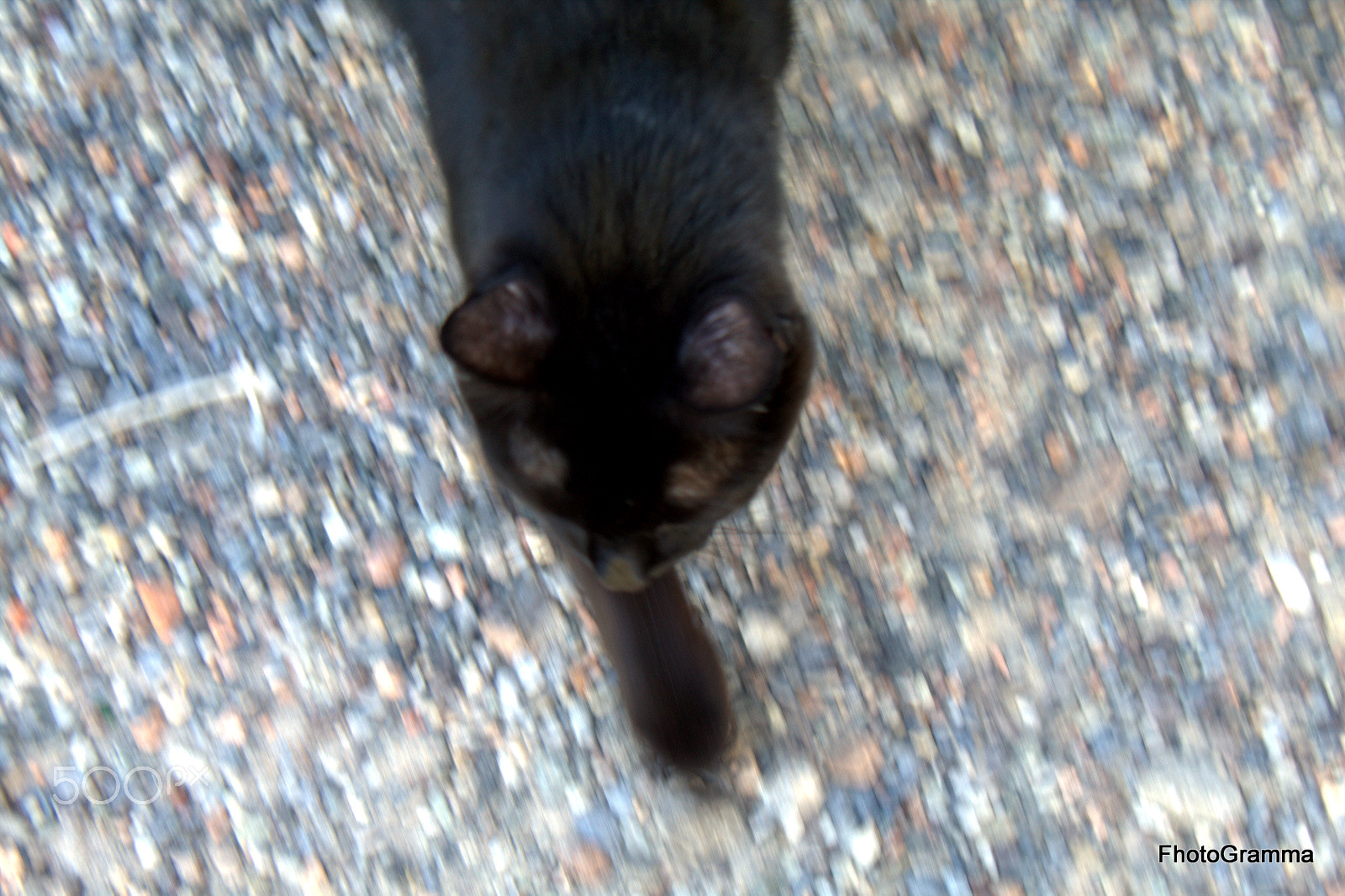 Canon EOS 500D (EOS Rebel T1i / EOS Kiss X3) sample photo. Tobia the black-one photography