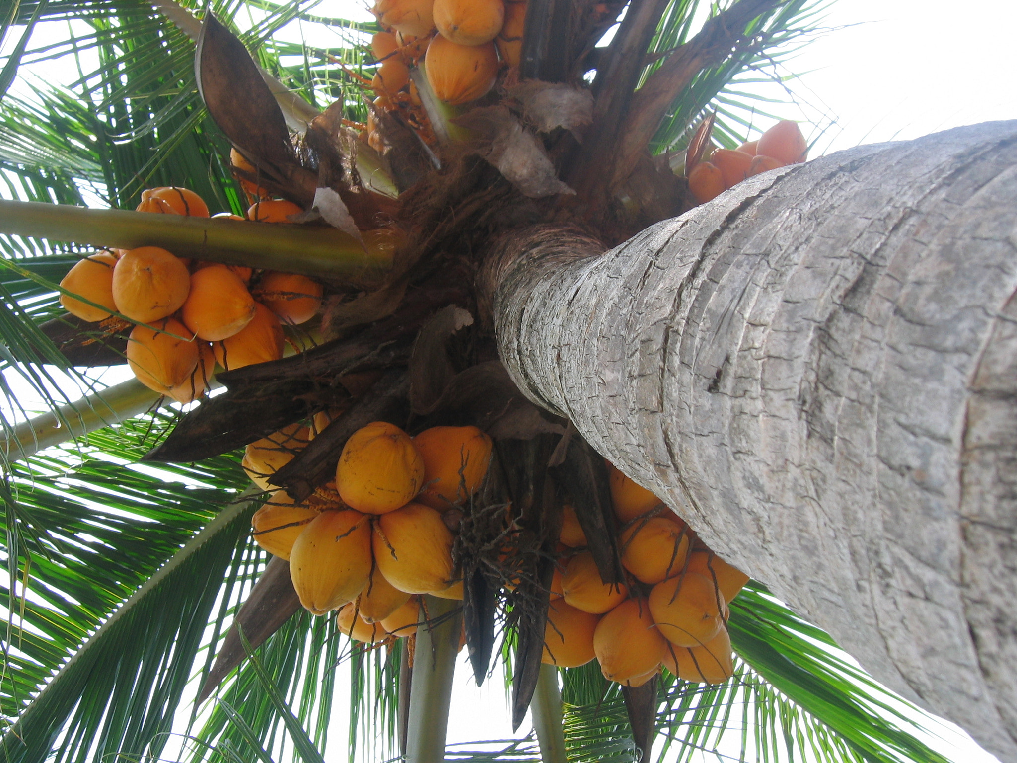 Canon POWERSHOT A80 sample photo. Coconut tree photography