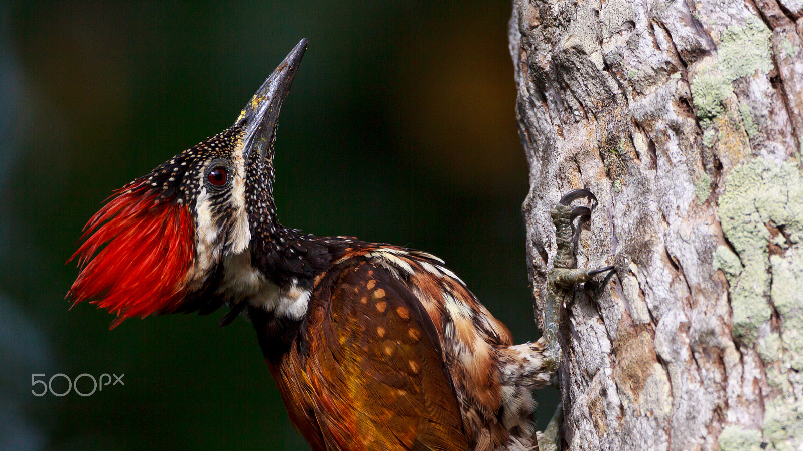 Sigma 150-600mm F5-6.3 DG OS HSM | C sample photo. Like a flame in the woods photography
