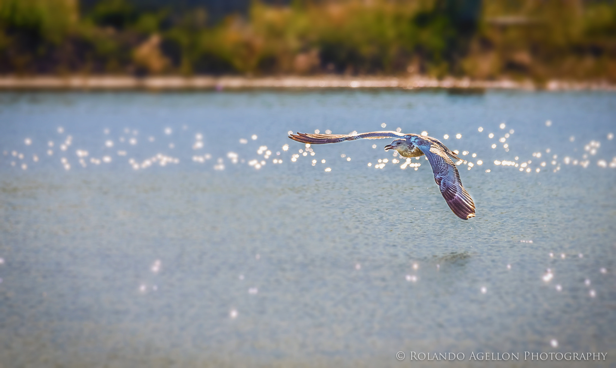 Sigma 120-400mm F4.5-5.6 DG OS HSM sample photo. Gull in fllight photography