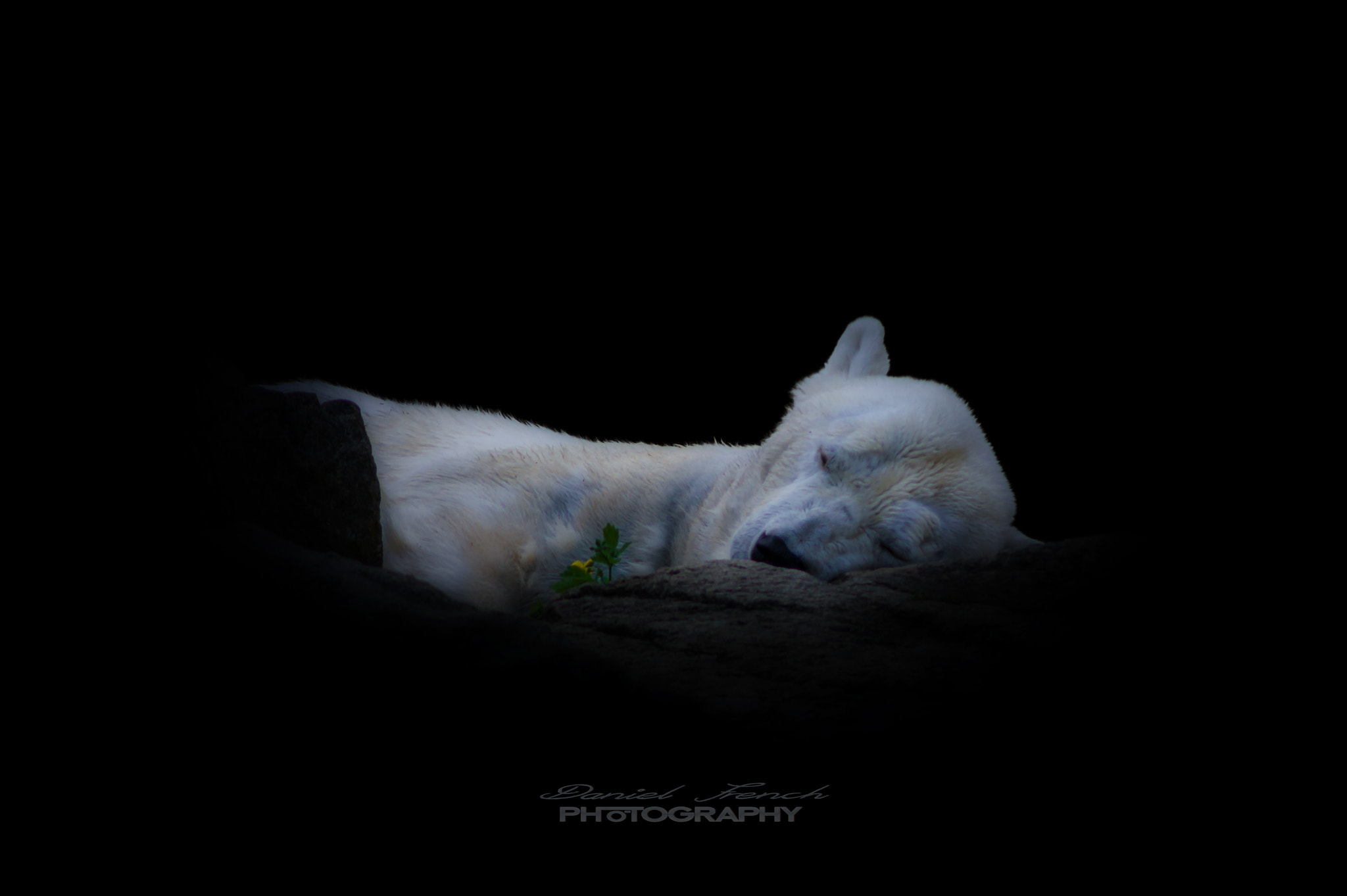 Sony SLT-A58 + Sony DT 55-200mm F4-5.6 SAM sample photo. Icebear photography